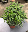 6" Aralia Bianca